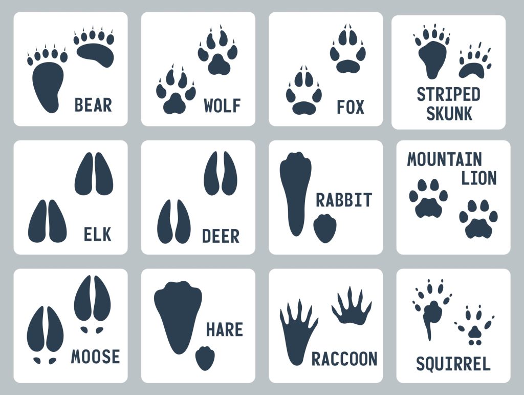 Recognize the signs of what creatures you’re sharing the woods with